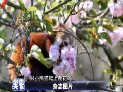 英国：一只小熊猫爬上樱花树 大概是闻到了花香