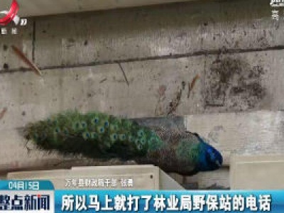 整点新闻20200415 16:00