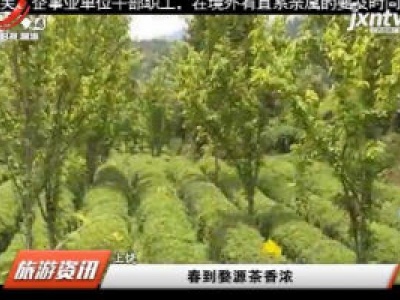 春到婺源茶香浓