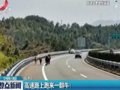 抚州：高速路上跑来一群牛！