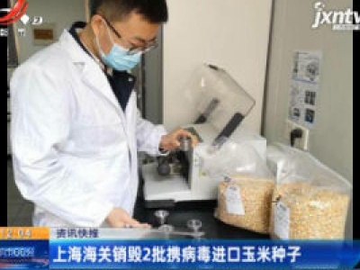 上海海关销毁2批携病毒进口玉米种子