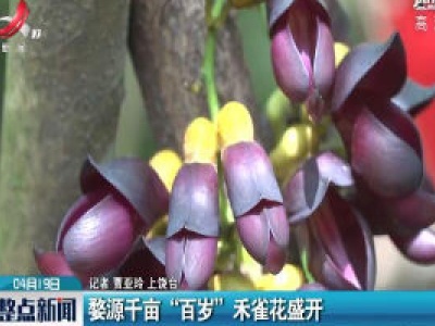 婺源千亩“百岁” 禾雀花盛开