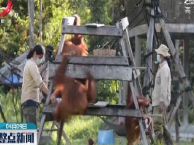 新冠肺炎疫情蔓延 印尼加强对婆罗洲猩猩保护