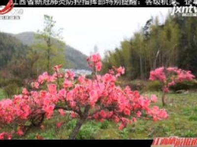 【爱江西 健康游】南昌梅岭：杜鹃花开正当时 漫山遍野惹人醉
