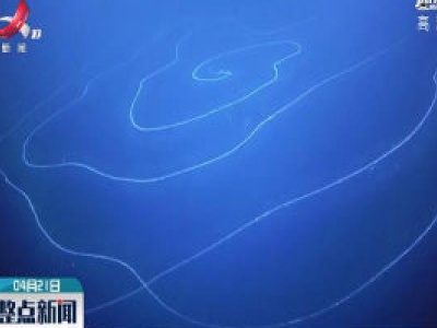 科学家发现世界最长动物接近46米