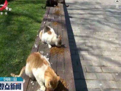 土耳其加大防控措施 流浪猫生存成问题