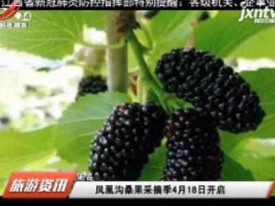 南昌：凤凰沟桑果采摘季4月18日开启