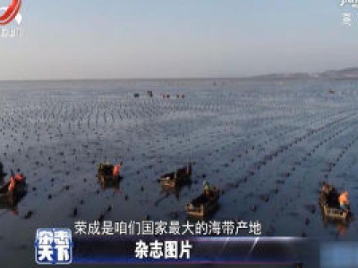 山东荣成进入海带收获季 热闹又繁忙