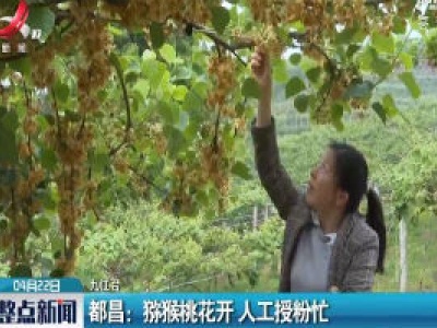 都昌：猕猴桃花开 人工授粉忙