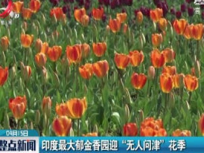 印度最大郁金香园迎“无人问津”花季