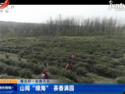 【春光好】安徽天长：山间“绿海”茶香满园
