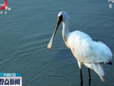 鄱阳湖保护区首次监测到黑脸琵鹭
