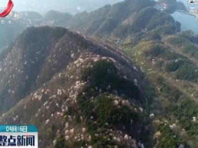 庐山春意浓 繁花似锦漫山开