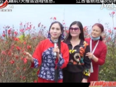 【爱江西 健康游】赣州石城：杜鹃花开 旅游回暖