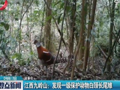 江西九岭山：发现一级保护动物白颈长尾雉