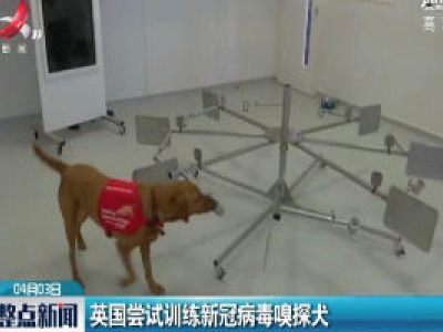 英国尝试训练新冠病毒嗅探犬