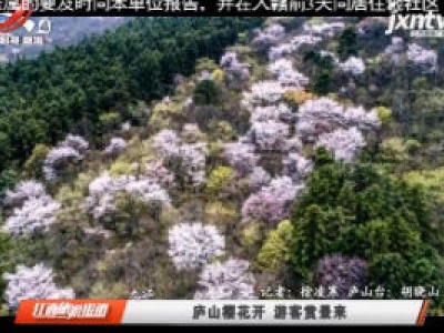 九江：庐山樱花开 游客赏景来