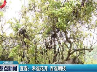 宜春：禾雀花开 百雀朝枝