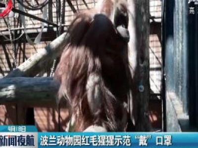 波兰动物园红毛猩猩示范“戴”口罩