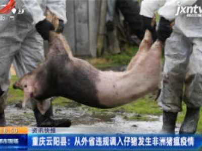 重庆云阳县：从外省违规调入仔猪发生非洲猪瘟疫情