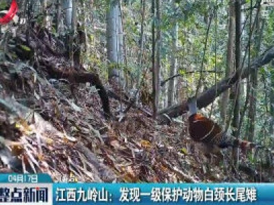 江西九岭山：发现一级保护动物白颈长尾雉