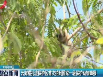 云南糯扎渡保护区首次拍到国家一级保护动物蜂猴