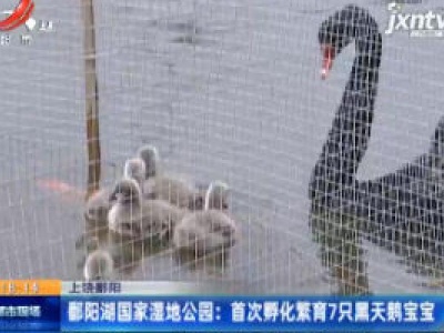 上饶鄱阳：鄱阳湖国家湿地公园 首次孵化繁育7只黑天鹅宝宝