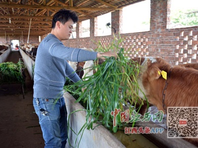 泰和县草坪村扶产业帮就业，激发村民脱贫内生动力