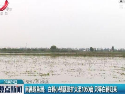 南昌鲤鱼洲：白鹤小镇藕田扩大至1050亩 只等白鹤归来