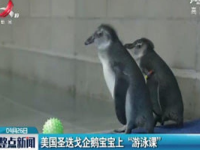 美国圣迭戈企鹅宝宝上 “游泳课”