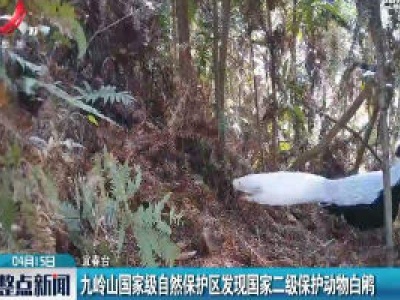 九岭山国家级自然保护区发现国家二级保护动物白鹇