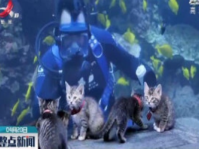 美国佐治亚州水族馆迎“喵星”客人