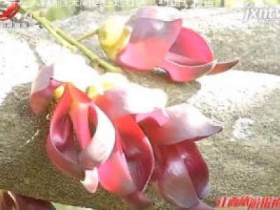 【爱江西 健康游】宜春袁州：如万千小鸟挂枝头 千亩禾雀花盛开