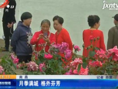 南昌：月季满城 格外芬芳