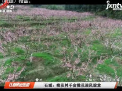 赣州石城：桃花村千亩桃花迎风绽放