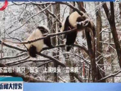 【搜趣闻】陕西汉中：两只熊猫 枝头上玩雪