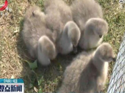 上饶：8只黑天鹅宝宝在鄱阳湖国家湿地公园成功孵化