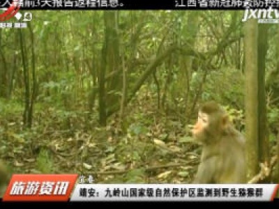 九岭山国家级自然保护区监测到野生猕猴群