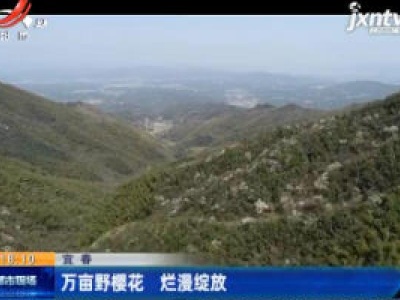 宜春：万亩野樱花 烂漫绽放