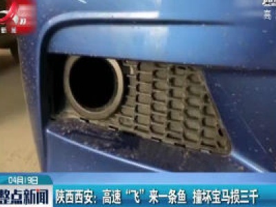 陕西西安：高速“飞”来一条鱼 撞坏宝马损三千