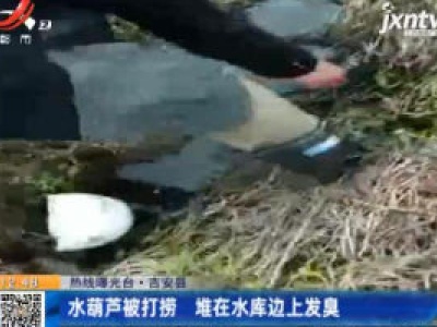 【热线曝光台】吉安县：水葫芦被打捞 堆在水库边上发臭