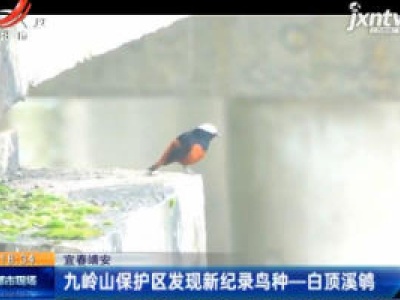 宜春靖安：九岭山保护区发现新纪录鸟种—白顶溪鸲