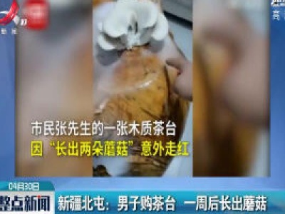 新疆北屯：男子购茶台 一周后长出蘑菇