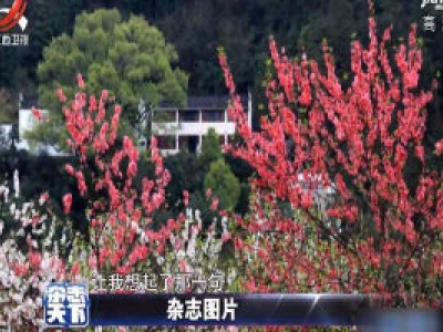 安徽歙县：桃花竞相绽放姹紫嫣红迎春来
