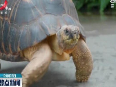 疫情期间闭门谢客 美国水族馆陆龟游园