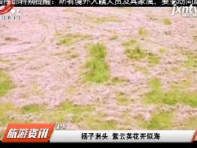 南昌：扬子洲头 紫云英花开似海