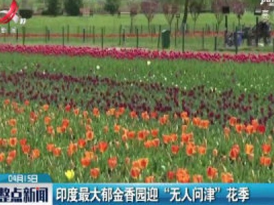 印度最大郁金香园迎“无人问津”花季