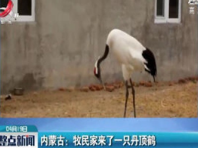 内蒙古：牧民家来了一只丹顶鹤
