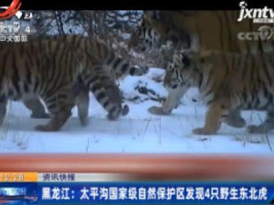 黑龙江：太平沟国家级自然保护区发现4只野生东北虎