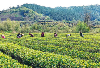 春茶吐绿 景德镇市18万亩茶园迎来全面开采期